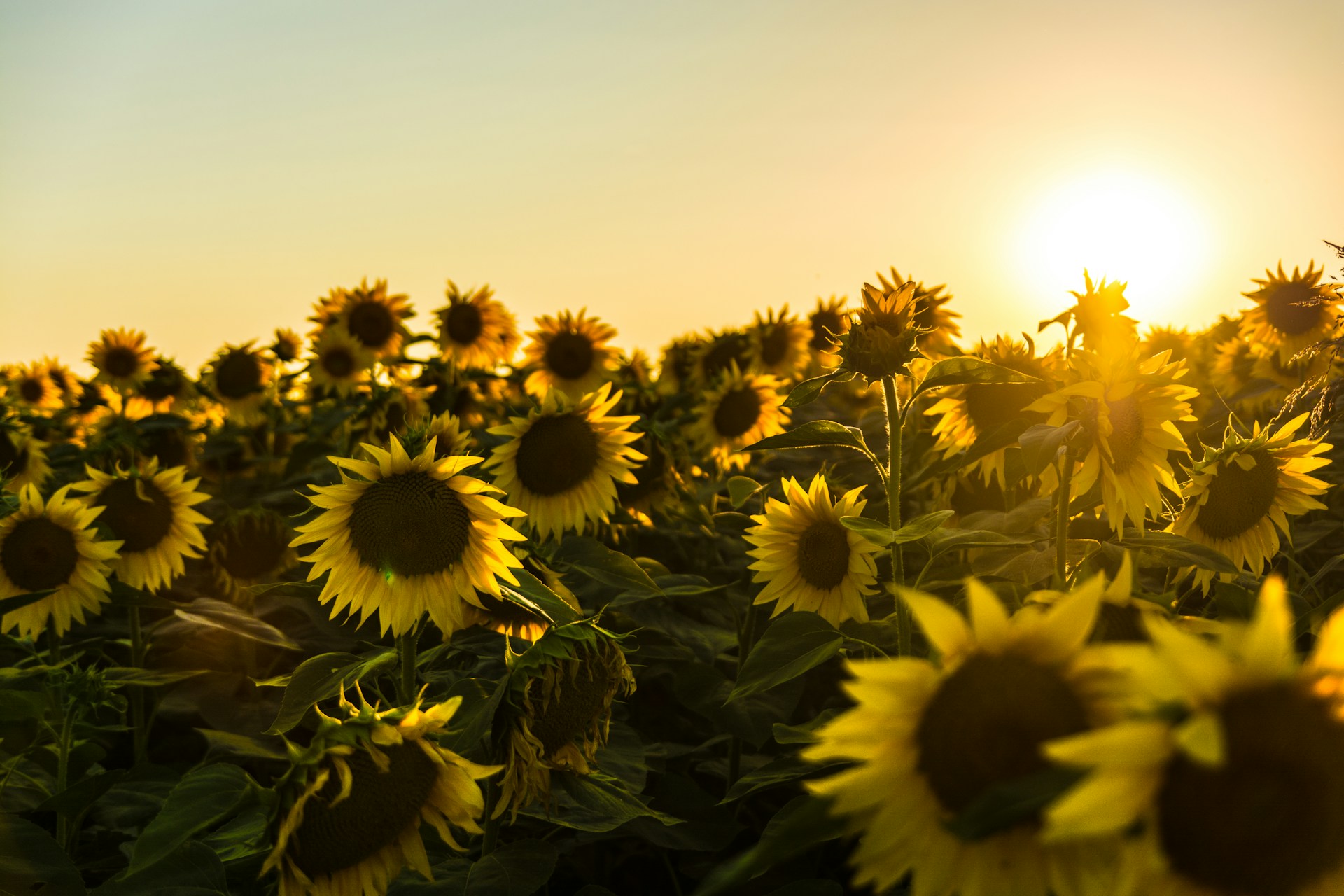 Foto de Marko Blažević en Unsplash