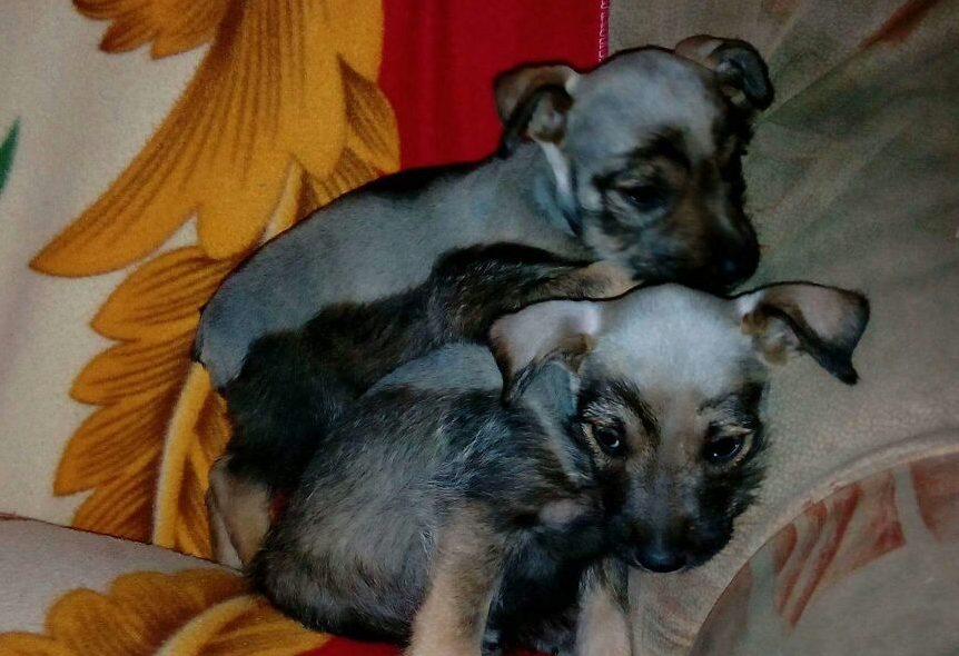 Mona y Laika