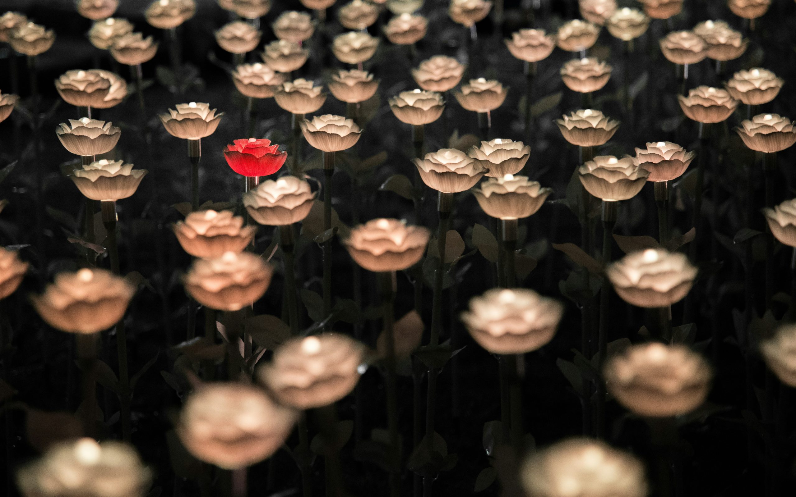 Foto de Arisa Chattasa en Unsplash